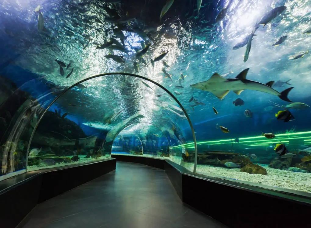 underwater zoo