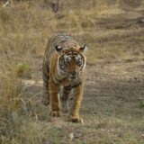 Ranthambore